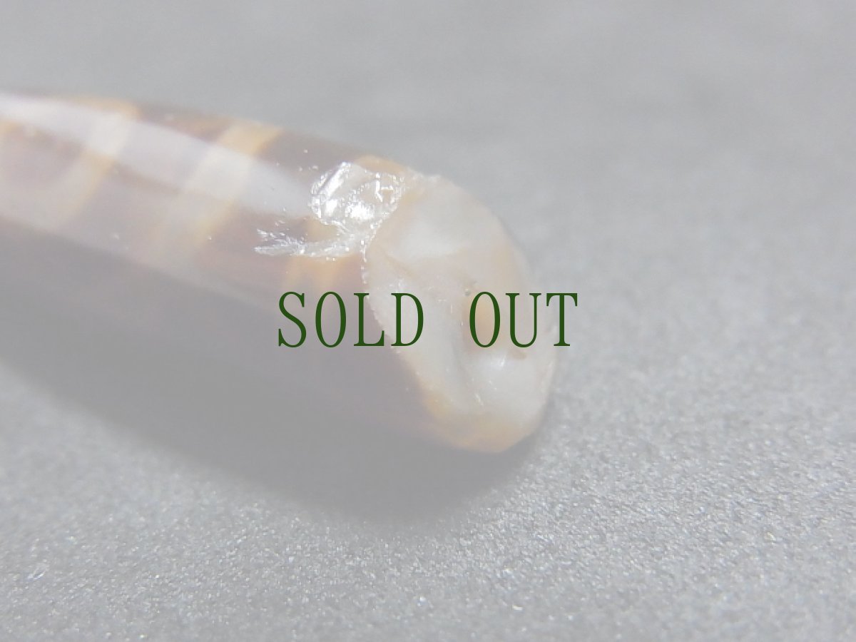 画像6: 古代ジービーズ（ancient dzi mig ni pa ）老二眼天珠・オリジナル (6)