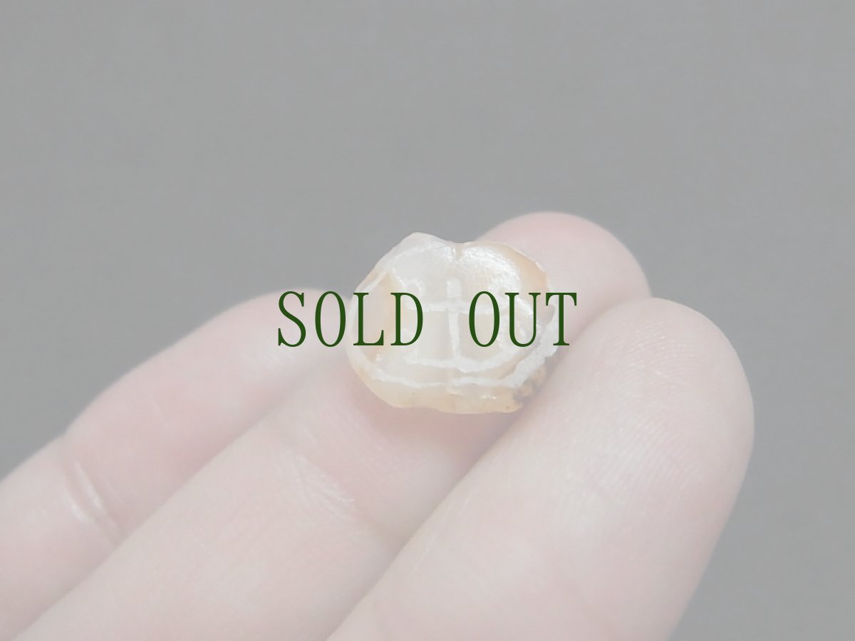 画像7: 古代エッチドカーネリアン（インダス文明）　ユグドラシル（生命の樹、世界樹） (7)