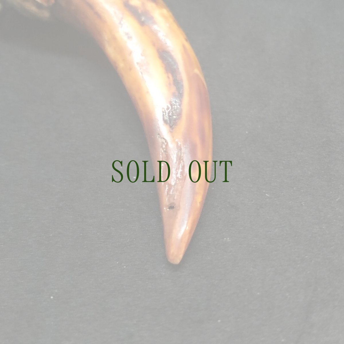 画像4: 猪牙のペンダントトップ　（チベット） (4)