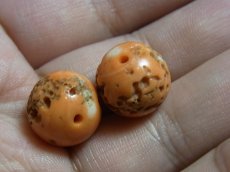 画像5: Tibetan old coral pair (山さんご・交易珊瑚)　一対　アンティーク・コーラル　 (5)