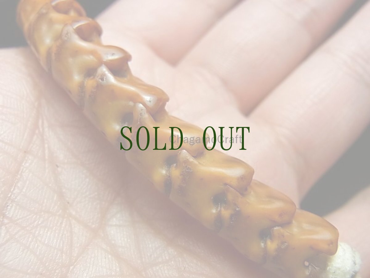 画像10: チベット・蛇骨と老料器グル玉、ヤク革紐の念珠ブレスレット (10)