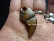 画像4: カパラの根付(tibetan old kapala )　チベット密教法具・牙型 (4)